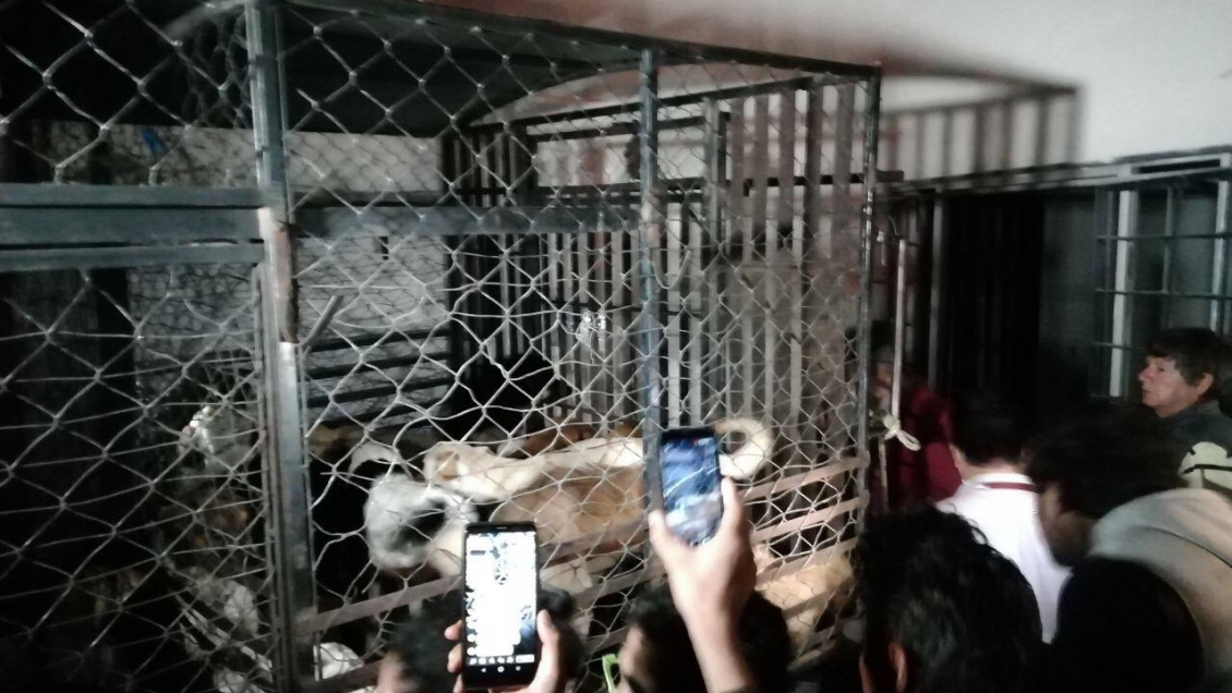 México: Arrestaron a mujer acusada de matar perros y vender su carne