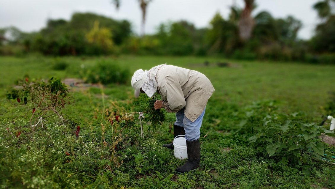 Chile busca poner su 