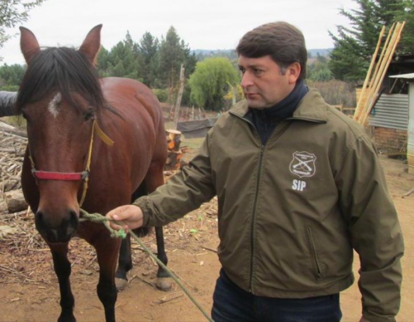 Combate al abigeato ha dado sus frutos en Ñuble: Delito disminuye un 32 por ciento