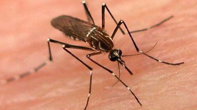 Cambio climático favorece propagación del dengue, afirman especialistas