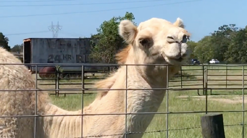 Mujer mordió los testículos de un camello para salvar su vida en extraño incidente