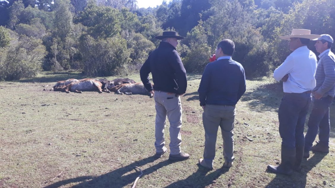 Alcalde de Longaví critica traslado de ganado a su comuna