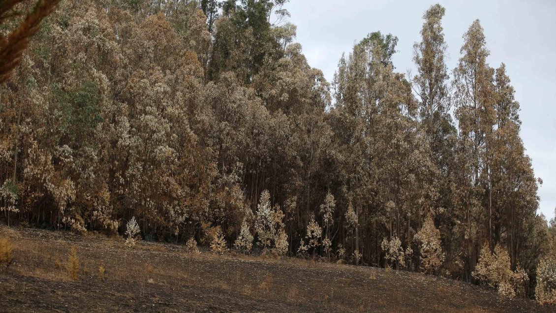 Conaf de La Araucanía prohibió quemas agrícolas