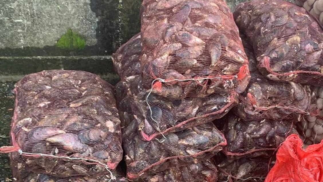 Investigan venta de mariscos contaminados con marea roja en Guaitecas