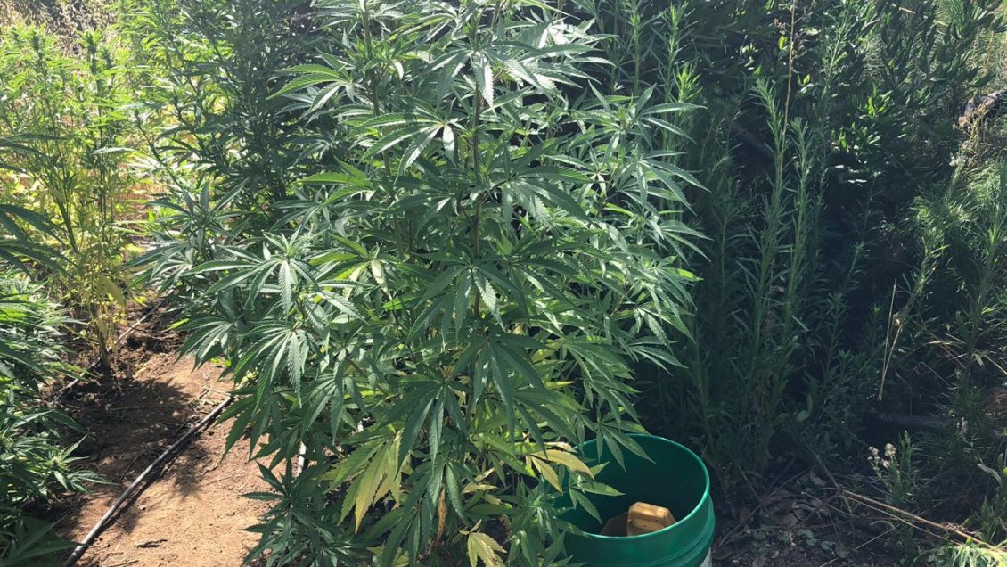 Denuncias por tráfico de drogas han aumentado un tercio este año en Ñuble