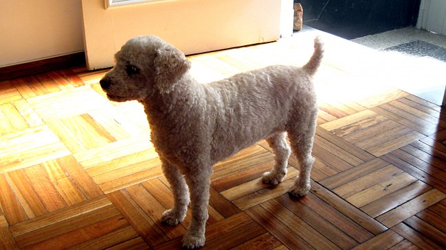 Se llevó hasta un perro: Detienen a sujeto acusado de tres robos en Rancagua