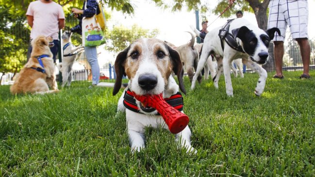 Científicos demuestran la existencia de nueva raza de perro chileno