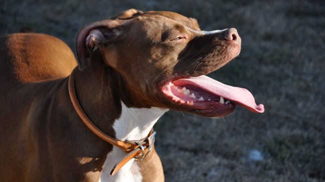 Pitbull cachorro murió como un héroe: Salvó a niños de una serpiente venenosa