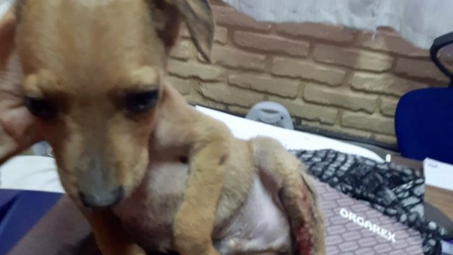Denuncian caso de maltrato animal en Graneros