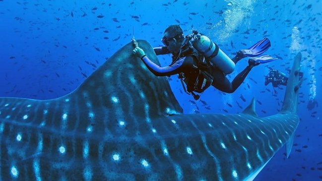 Imponen millonaria multa a empresas que capturaron y encarcelaron orcas en Rusia