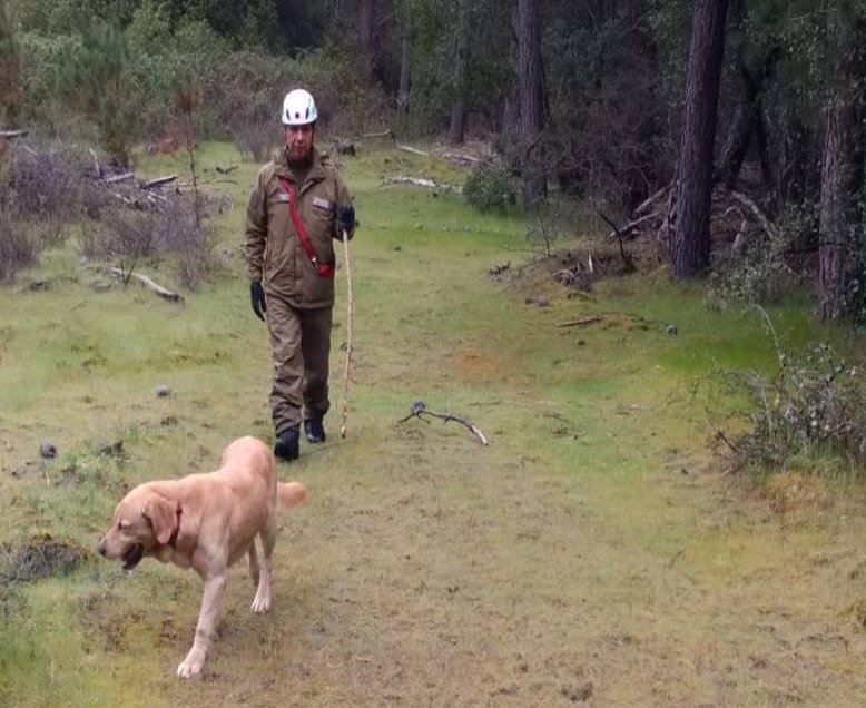 Perros policiales se suman a la búsqueda de hombre desaparecido en Ñuble
