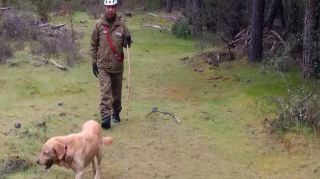 Perros policiales se suman a la búsqueda de hombre desaparecido en Ñuble