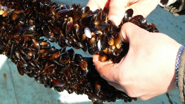 Mitilicultores en Chiloé llaman a parlamentarios a mejorar la Ley de Mitílidos