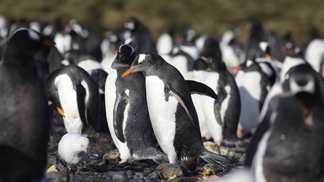 Hallan por primera vez restos de microplásticos en pingüinos de la Antártica