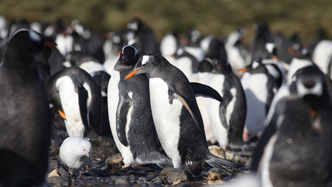  Hallan por primera vez microplásticos en pingüinos de la Antártica  