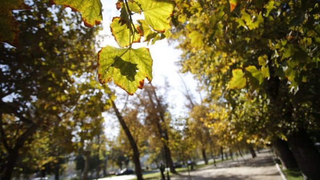 Consejo de Monumentos Nacionales también solicitó a Metro no intervenir el Parque Forestal