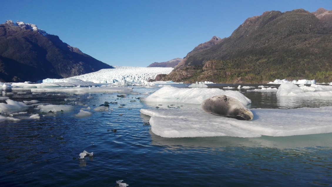 Glaciares chilenos han perdido casi 2.000 kilómetros cuadrados en cinco años