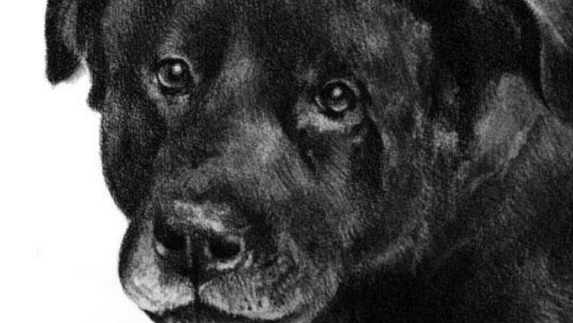 Justicia condenó a autores de la agresión a mascota que motivó la 