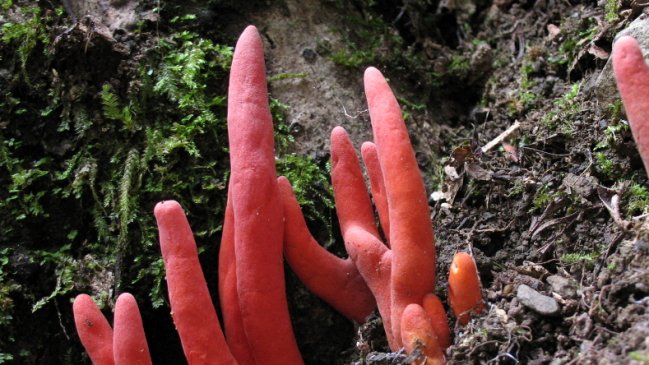 Encuentran uno de los hongos más mortales del mundo en Australia