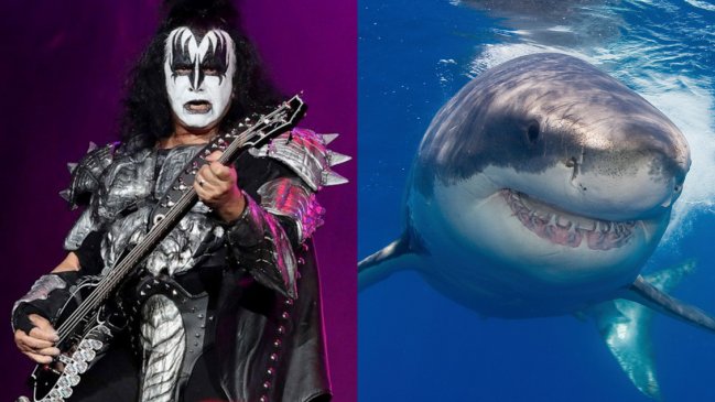 KISS dará concierto para tiburones blancos en Australia