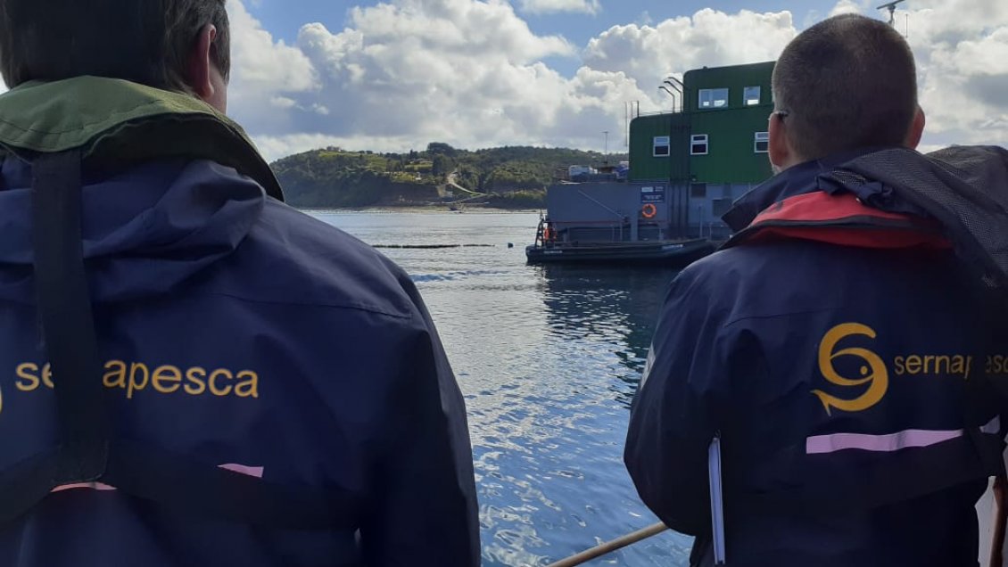 Fuga masiva de salmones en Calbuco preocupa a pescadores
