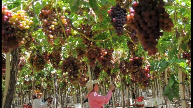 Productores pisqueros de Coquimbo fueron asesorados en eficiencia hídrica