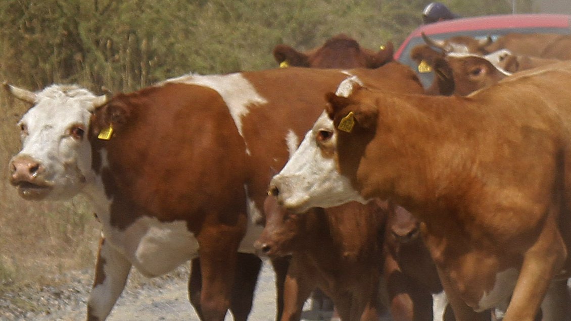 Crisis en la Isla Santa María: Animales mueren por falta de alimentación