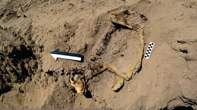 Perro arqueológico de mil años aún conserva las almohadillas de sus patitas