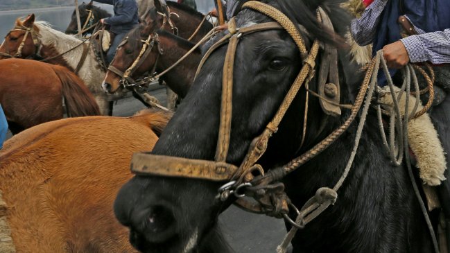 Jinetes borrachos atacaron a carabineros con machetes y cortaplumas en San Antonio