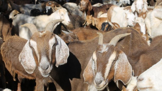 Mortandad de ganado preocupa a crianceros de Tierra Amarilla