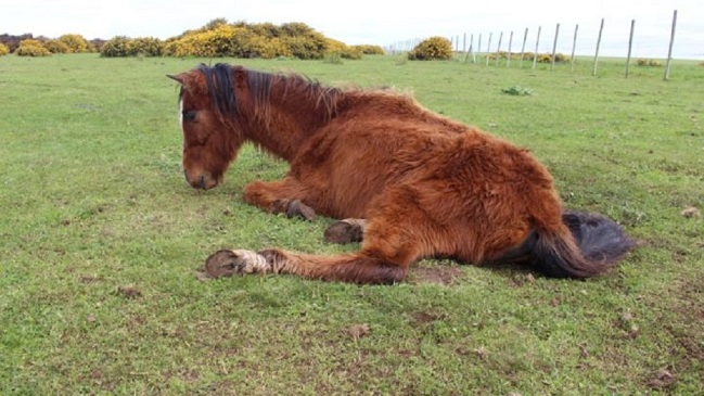 Seremi niega que animales estén muriendo en Isla Santa María y Navarro lo afirma enérgicamente
