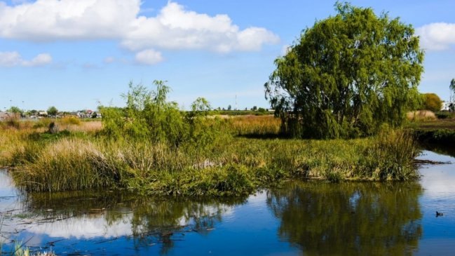 Municipalidad de Concepción congela permisos de edificación en humedal Paicaví