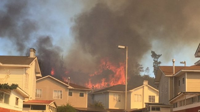 Incendio forestal afecta el sector de Curauma en Valparaíso