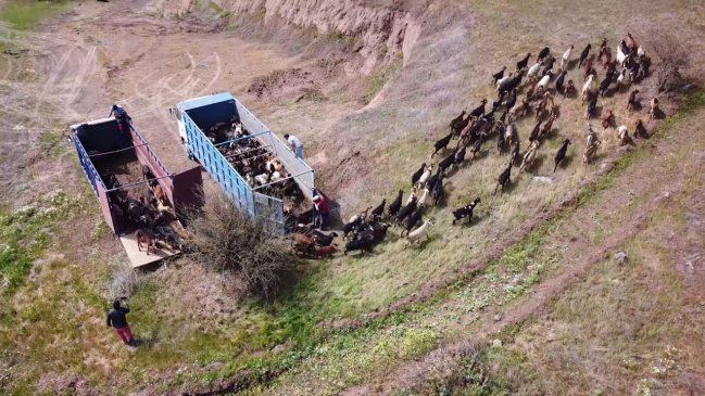 Crianceros de Canela dejan la zona y llegan hasta la Región de O'Higgins