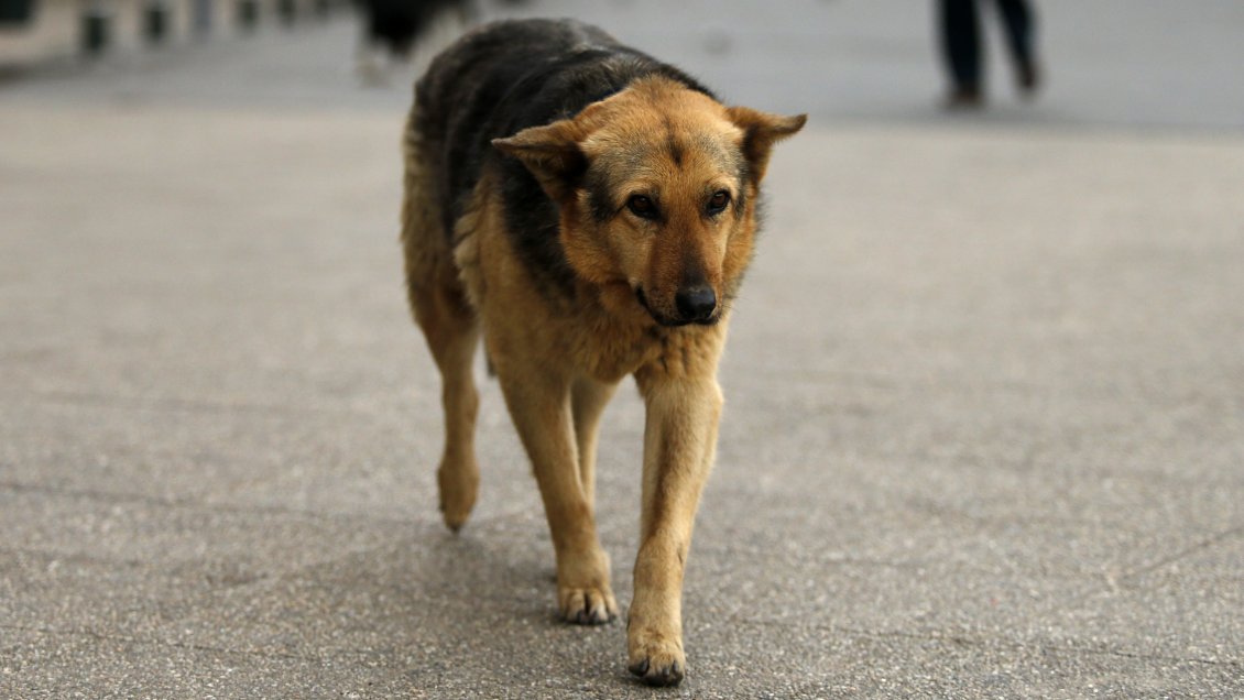 PDI investiga masivo envenenamiento de perros en Calle Larga