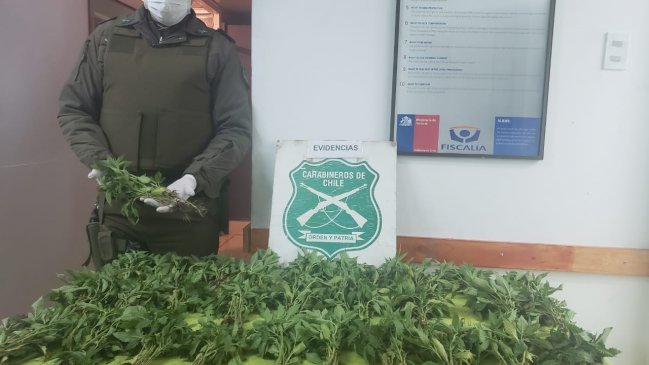 Sujetó escapó de Carabineros pero los llevó a plantación de marihuana