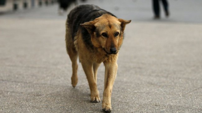 Realizan nuevo censo canino en Rancagua
