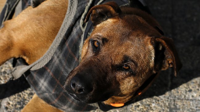 Animalistas calculan más de 200 perros vagos en Valparaíso: Acusan falta de recursos