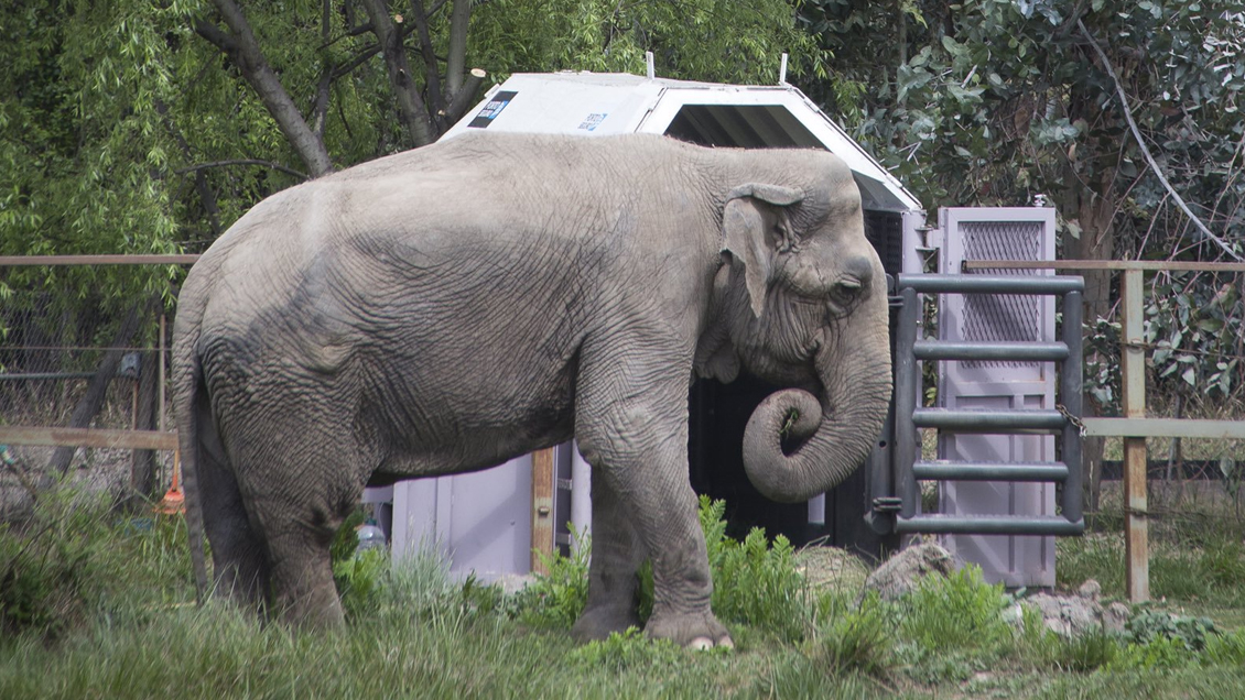Ramba ya está en Brasil, su casa definitiva tras décadas de maltrato en Chile