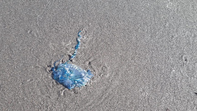 La fragata portuguesa reapareció en las costas de Chile: Prohibido bañarse en Tirúa