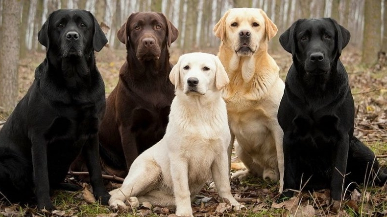 Revelan la fórmula más precisa para calcular la edad de los perros
