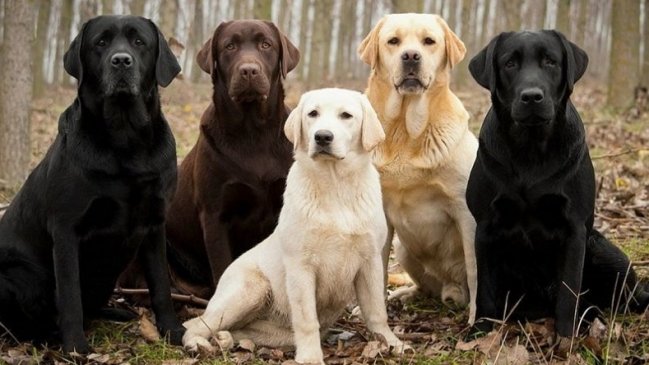 Revelan la fórmula más precisa para calcular la edad de los perros