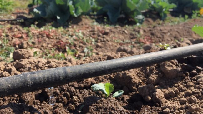 Promueven uso de riego tecnificado en feria campesina dirigida a agricultores del Itata