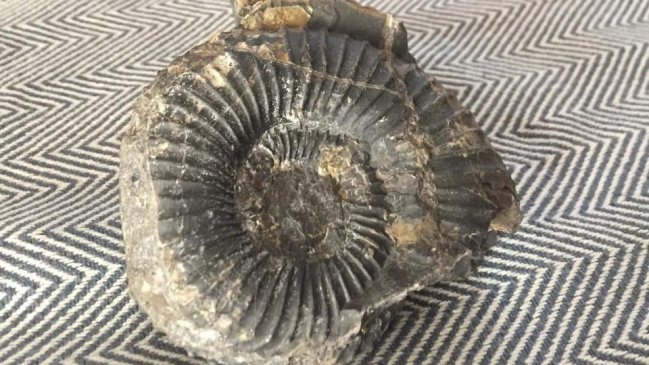 Hallan fósil de más de 66 millones de años entre las piedras arrojadas a Carabineros en Coyhaique