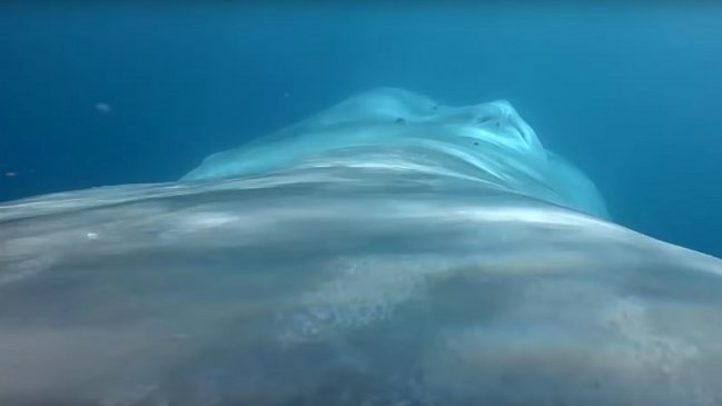 Registran por primera vez el latido del corazón de la ballena azul, el animal más grande del mundo