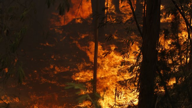 Incendio forestal en Valparaíso mantuvo cortado el tránsito en la Ruta 68