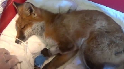 La emocionante historia de rehabilitación de una zorra moribunda