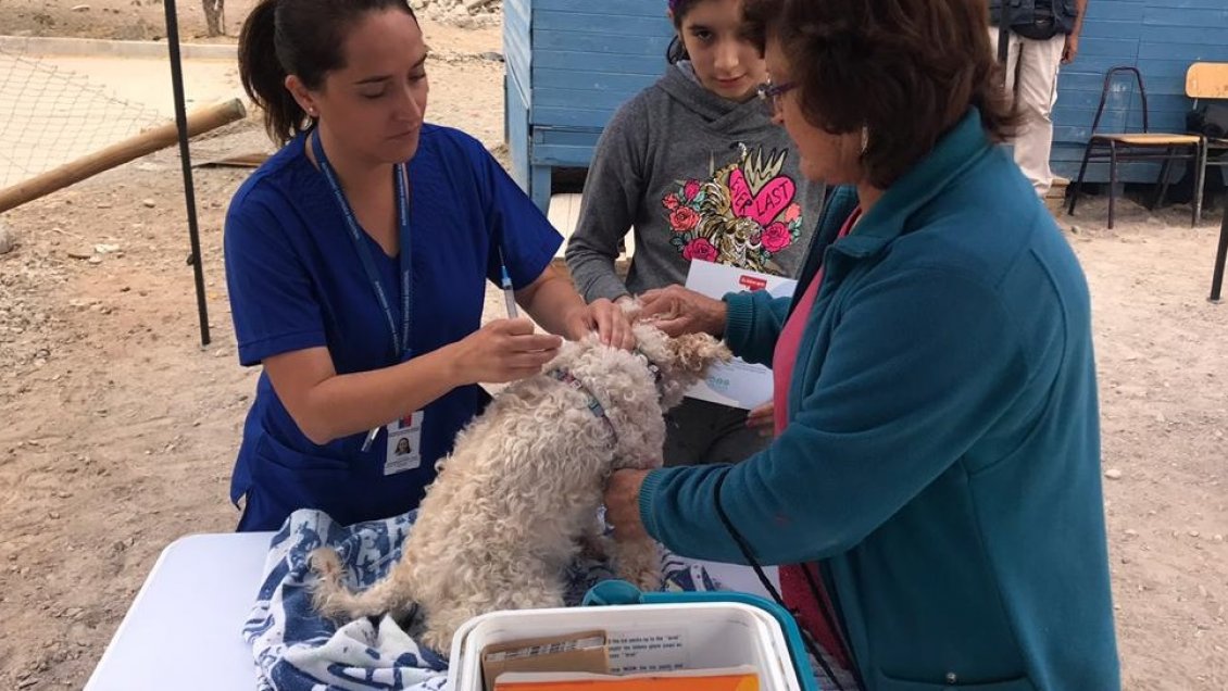 Confirman caso de murciélago con rabia en Vallenar