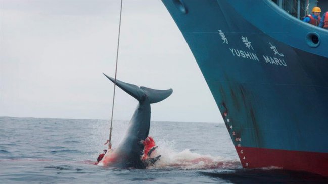  Japón aprobó ley en apoyo de la caza comercial de ballenas  
