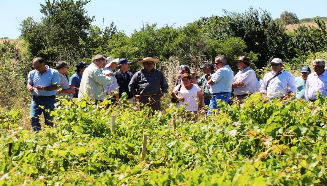 Viñateros del Valle del Itata recibieron recursos regionales para mejorar sus producciones